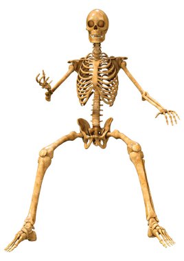 Beyaz arkaplanda izole edilmiş bir insan iskeletinin 3 boyutlu görüntülenmesi