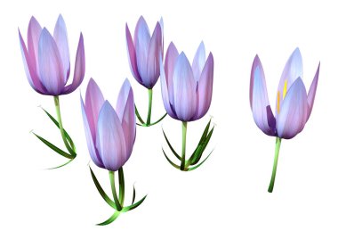 Beyaz arkaplanda izole edilmiş mor crocus çiçeklerinin 3B görüntülenmesi