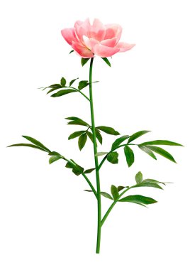 Beyaz arka planda izole edilmiş pembe şakayık çiçeğinin 3D görüntüsü