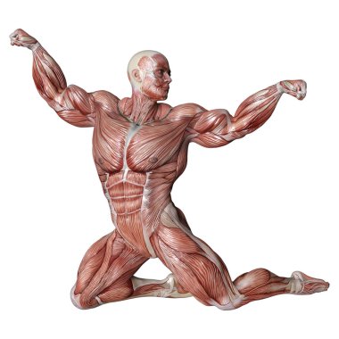 Beyaz arka planda izole edilmiş kas haritaları olan bir erkek figürünün 3 boyutlu görüntülenmesi