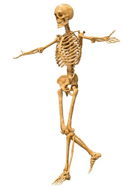 Beyaz arkaplanda izole edilmiş bir insan iskeletinin 3 boyutlu görüntülenmesi