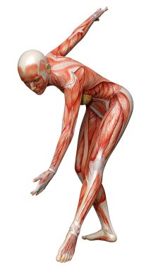 Beyaz arka planda izole edilmiş kas haritaları olan üç boyutlu bir kadın figürü