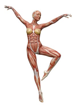 Beyaz arka planda izole edilmiş kas haritaları olan üç boyutlu bir kadın figürü