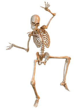 Beyaz arkaplanda izole edilmiş bir insan iskeletinin 3 boyutlu görüntülenmesi