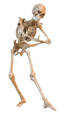 Beyaz arkaplanda izole edilmiş bir insan iskeletinin 3 boyutlu görüntülenmesi