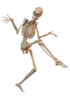 Beyaz arkaplanda izole edilmiş bir insan iskeletinin 3 boyutlu görüntülenmesi