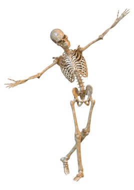 Beyaz arkaplanda izole edilmiş bir insan iskeletinin 3 boyutlu görüntülenmesi
