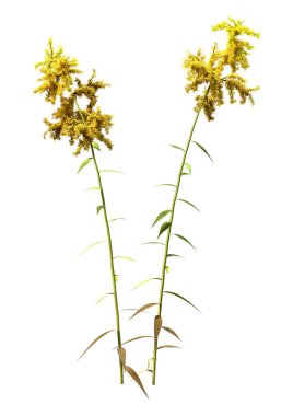 Çiçek açan Solidago kanadensis ya da beyaz arkaplanda izole edilmiş Kanada altın başak bitkilerinin 3D görüntülenmesi