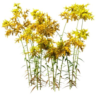 Çiçek açan Solidago kanadensis ya da beyaz arkaplanda izole edilmiş Kanada altın başak bitkilerinin 3D görüntülenmesi