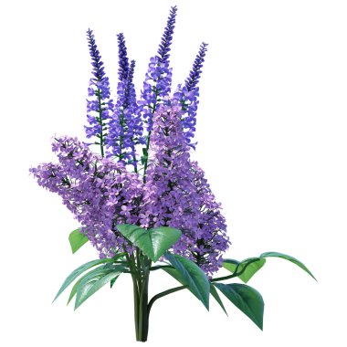 Beyaz arkaplanda bir buket Speedwell ve şırınga çiçeğinin 3 boyutlu görüntülenmesi