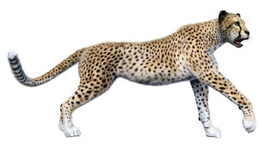 Beyaz arka planda izole edilmiş büyük bir kedi çitanın 3 boyutlu görüntülemesi