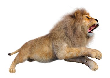 Beyaz arka planda izole edilmiş bir erkek aslanın 3 boyutlu görüntüsü