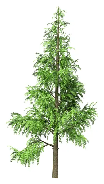 Beyaz arkaplanda izole edilmiş yeşil bir Metasequoia glyptostroboides ağacının 3B görüntülenmesi