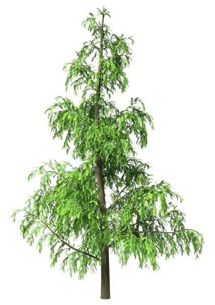 Beyaz arkaplanda izole edilmiş yeşil bir Metasequoia glyptostroboides ağacının 3B görüntülenmesi