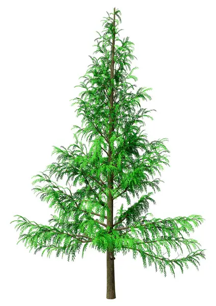 Beyaz arkaplanda izole edilmiş yeşil bir Metasequoia glyptostroboides ağacının 3B görüntülenmesi