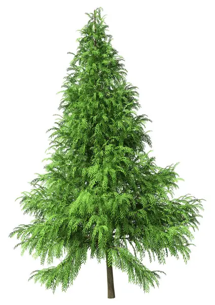 Beyaz arkaplanda izole edilmiş yeşil bir Metasequoia glyptostroboides ağacının 3B görüntülenmesi