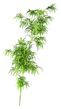 Beyaz arka plan üzerinde izole bir yeşil bambu ağacının 3D render
