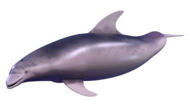 Beyaz arka plan üzerinde izole bir yunusun 3D render