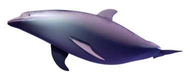 Beyaz arka plan üzerinde izole bir yunusun 3D render