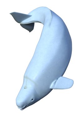 Beyaz arka planda izole edilmiş beyaz balina dişi bir Beluga 'nın 3 boyutlu görüntüsü