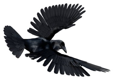 3D rendering of a black crow isolated on white background