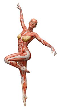 Beyaz arka planda izole edilmiş kas haritaları olan üç boyutlu bir kadın figürü