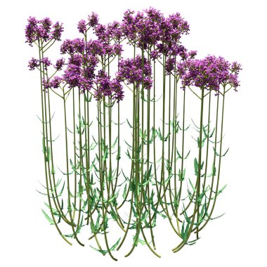 Verbena Bonariensis bitkilerinin 3 boyutlu görüntülenmesi beyaz arkaplanda izole edildi