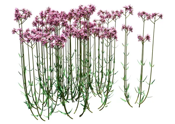 Beyaz arka planda izole edilmiş 3D parlak elmas Asya zambağı çiçekleri.