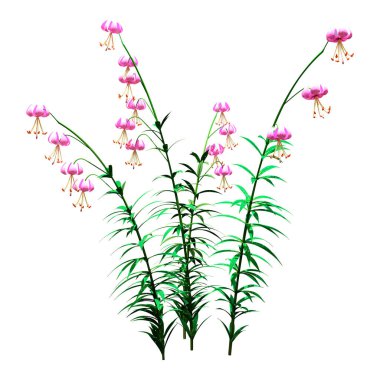 Martagon zambağı veya Lilium Martagon veya Türklerin beyaz arka planda izole edilmiş zambak çiçeklerinin 3 boyutlu canlandırması