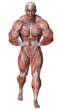 Beyaz arka planda izole edilmiş kas haritaları olan bir erkek figürünün 3 boyutlu görüntülenmesi