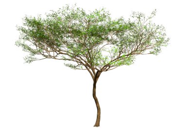 Beyaz arkaplanda izole edilmiş yeşil bir akasya ağacının 3 boyutlu canlandırması