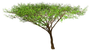 Beyaz arkaplanda izole edilmiş yeşil bir akasya ağacının 3 boyutlu canlandırması