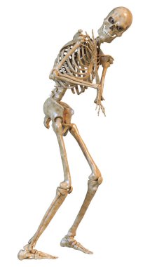Beyaz arkaplanda izole edilmiş bir insan iskeletinin 3 boyutlu görüntülenmesi