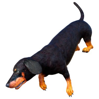 Dachshund, porsuk ya da sosisli sandviçin beyaz arka planda 3 boyutlu görüntülenmesi