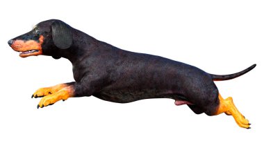 Dachshund, porsuk ya da sosisli sandviçin beyaz arka planda 3 boyutlu görüntülenmesi