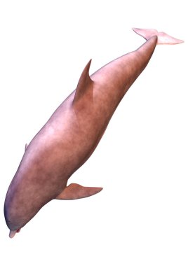 Beyaz arka plan üzerinde izole bir yunusun 3D render