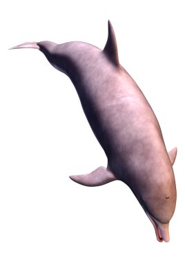 Beyaz arka plan üzerinde izole bir yunusun 3D render