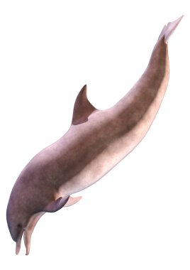 Beyaz arka plan üzerinde izole bir yunusun 3D render