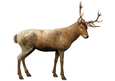 Beyaz arka plan üzerinde izole bir erkek geyik 3D render