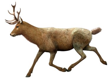 Beyaz arka plan üzerinde izole bir erkek geyik 3D render