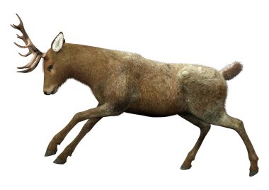 Beyaz arka plan üzerinde izole bir erkek geyik 3D render