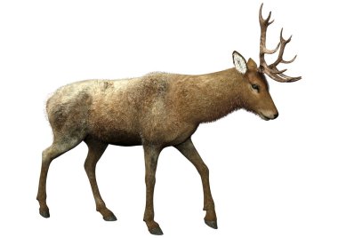 Beyaz arka plan üzerinde izole bir erkek geyik 3D render