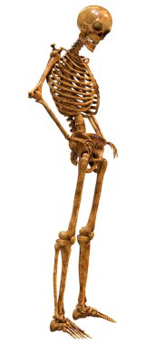 Beyaz arkaplanda izole edilmiş bir insan iskeletinin 3 boyutlu görüntülenmesi