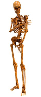 Beyaz arkaplanda izole edilmiş bir insan iskeletinin 3 boyutlu görüntülenmesi