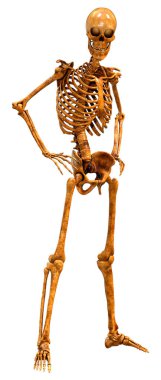 Beyaz arkaplanda izole edilmiş bir insan iskeletinin 3 boyutlu görüntülenmesi