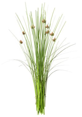 Yaygın bir acele bitkisinin 3B görüntülenmesi veya beyaz arkaplanda izole edilmiş Juncus effusus