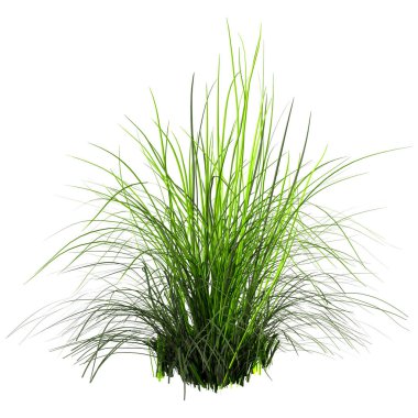 Beyaz arkaplanda izole edilmiş üç boyutlu yeşil valabili çimi çizimi