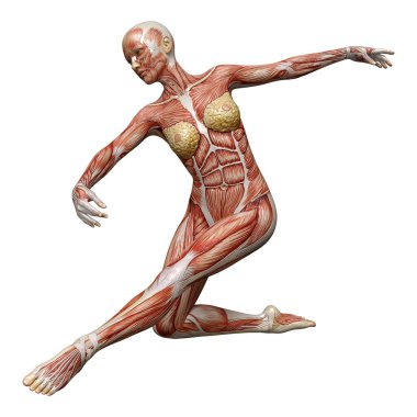 Beyaz arka planda izole edilmiş kas haritaları olan üç boyutlu bir kadın figürü