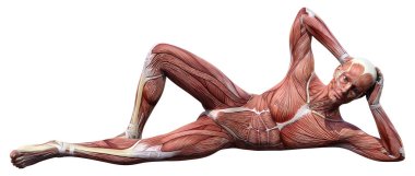 Beyaz arka planda izole edilmiş kas haritaları olan bir erkek figürünün 3 boyutlu görüntülenmesi