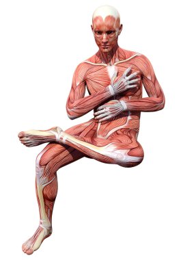 Beyaz arka planda izole edilmiş kas haritaları olan bir erkek figürünün 3 boyutlu görüntülenmesi